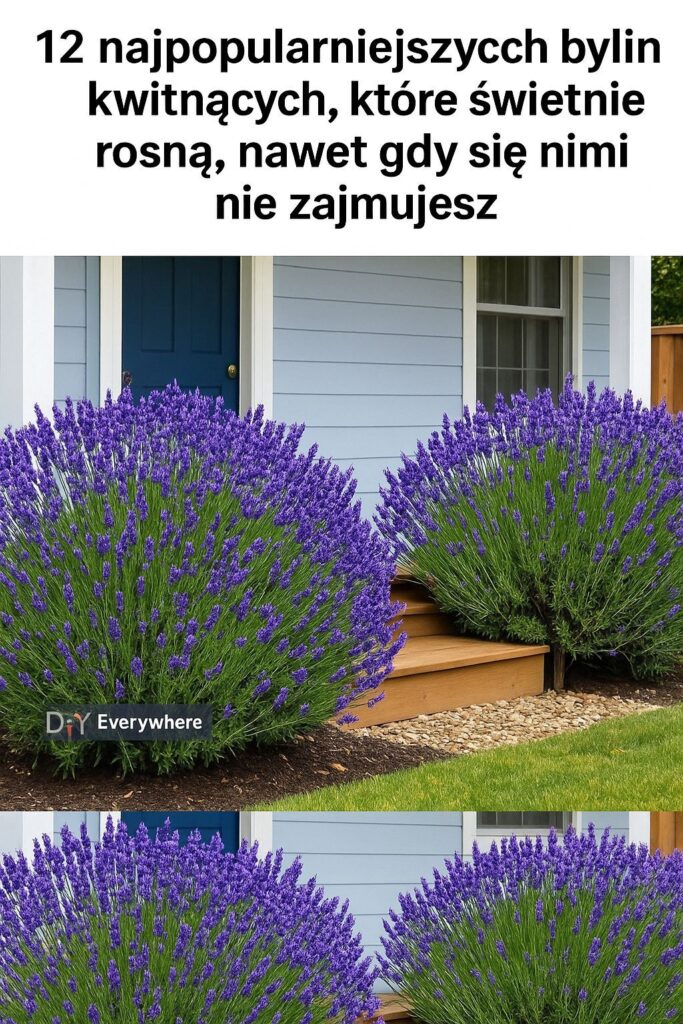 12_najpi_kniejszych_bylin_do_ogrodu__odporne___atwe_w_uprawie_i_przyci_gaj_ce_zapylacze 12_najpi_kniejszych_bylin_do_ogrodu__odporne___atwe_w_uprawie_i_przyci_gaj_ce_zapylacze