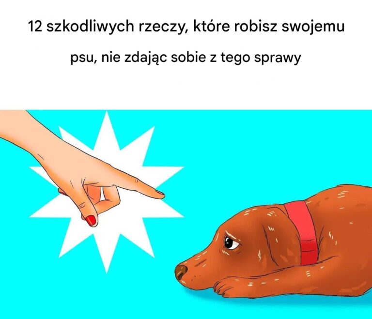 12_szkodliwych_rzeczy__kt_re_robisz_swojemu_psu__nie_zdaj_c_sobie_z_tego_sprawy