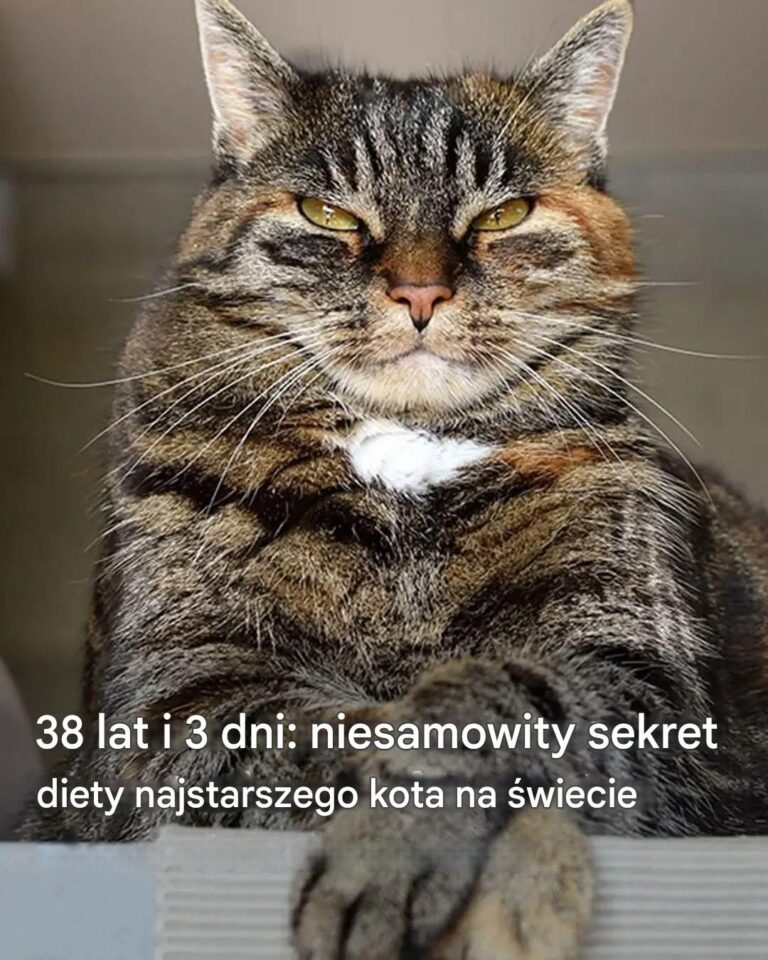 38_lat_i_3_dni__Niesamowite_nawyki__ywieniowe_najstarszego_kota_na__wiecie