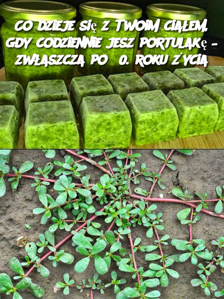 Co_dzieje_si__z_Twoim_cia_em__gdy_codziennie_jesz_portulak____zw_aszcza_po_60__roku__ycia