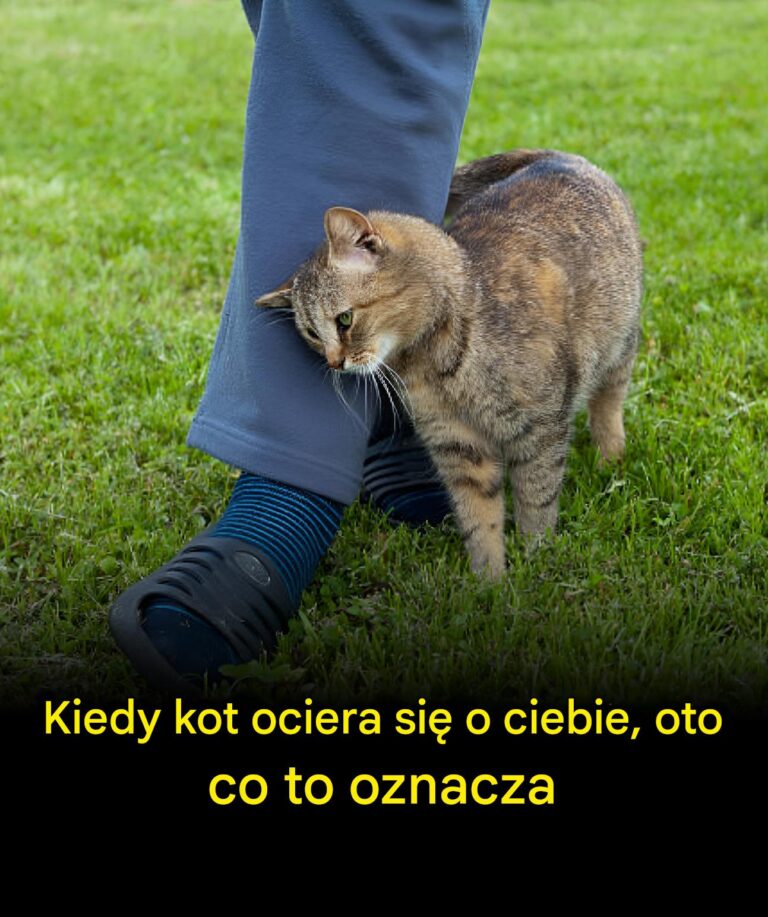 Co_oznacza__gdy_kot_ociera_si__o_ciebie