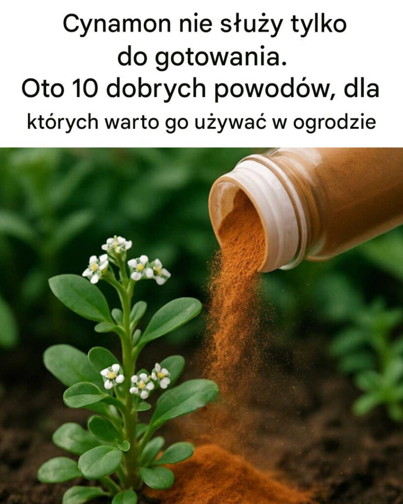 Cynamon_nie_s_u_y__tylko_do_gotowania__Oto_10_powod_w__dla_kt_rych_warto_zje___cynamonu_w_ogrodzie Cynamon_nie_s_u_y__tylko_do_gotowania__Oto_10_powod_w__dla_kt_rych_warto_zje___cynamonu_w_ogrodzie