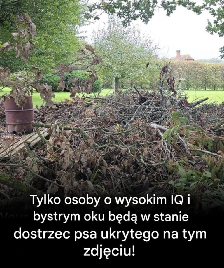 Czy_mo_liwe_jest_ukrytego_psa__Tylko_ci_z_orlim_potrafi__