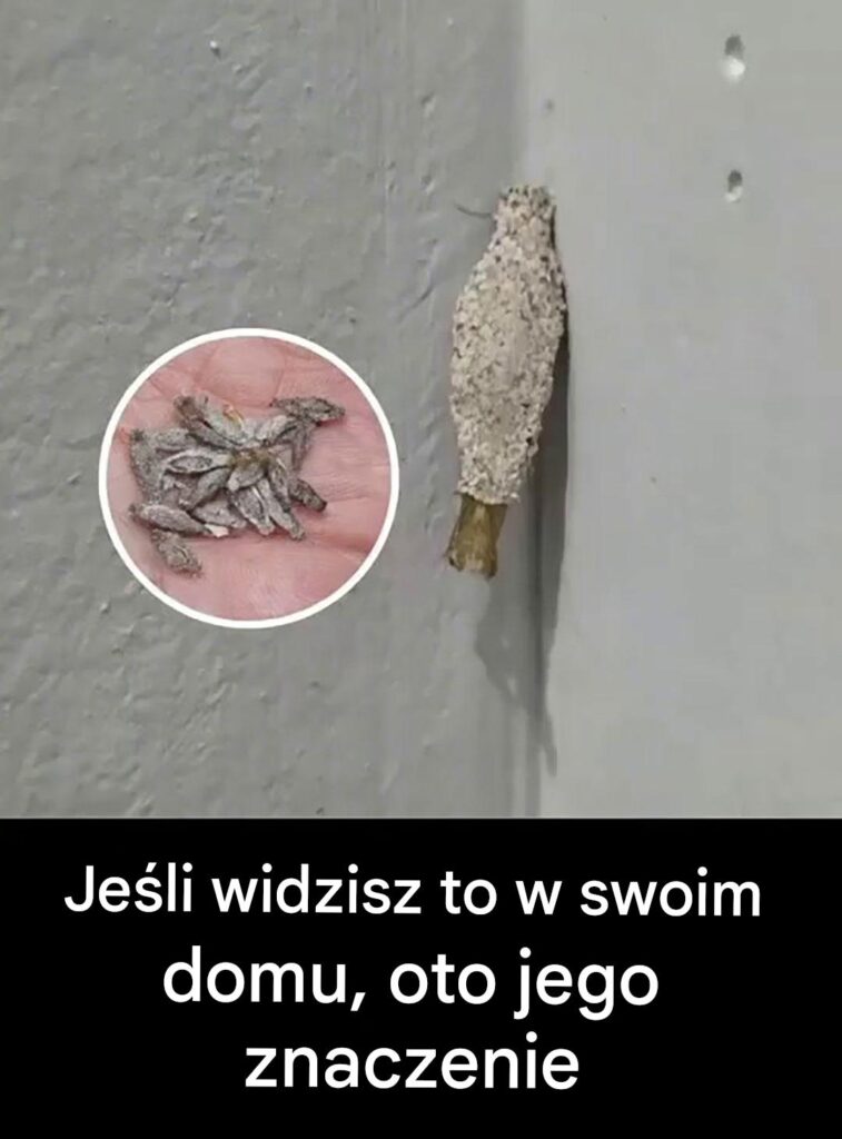 Czym_w_a_ciwie_s__te__drobiazgi__wisz_ce_na__cianie_ Czym_w_a_ciwie_s__te__drobiazgi__wisz_ce_na__cianie_
