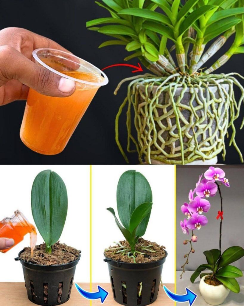 Der_effektivste_Trick__um_eine_sterbende_Orchidee_wiederzubeleben_und_sie_wieder_zum_Bl_hen_zu_bringen Der_effektivste_Trick__um_eine_sterbende_Orchidee_wiederzubeleben_und_sie_wieder_zum_Bl_hen_zu_bringen