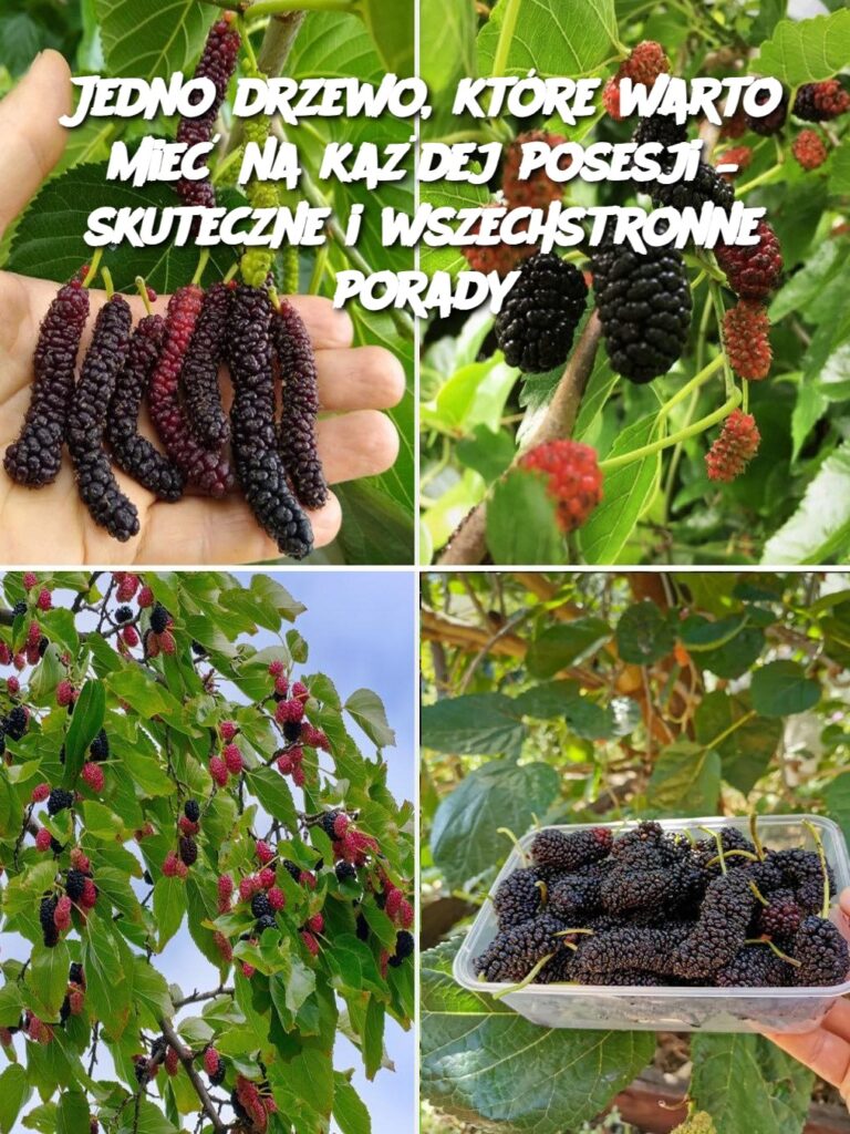 Jedno_drzewo__kt_re_warto_mie__na_ka_dej_posesji___skuteczne_i_wszechstronne_porady Jedno_drzewo__kt_re_warto_mie__na_ka_dej_posesji___skuteczne_i_wszechstronne_porady