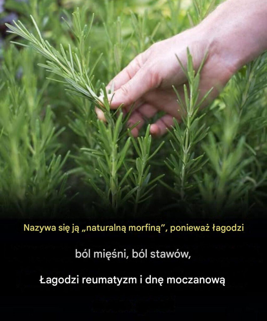 Korzy_ci_z_rozmarynu_dla_os_b_starszych__naturalna_pomoc_w_zdrowym_starzeniu_si_ Korzy_ci_z_rozmarynu_dla_os_b_starszych__naturalna_pomoc_w_zdrowym_starzeniu_si_