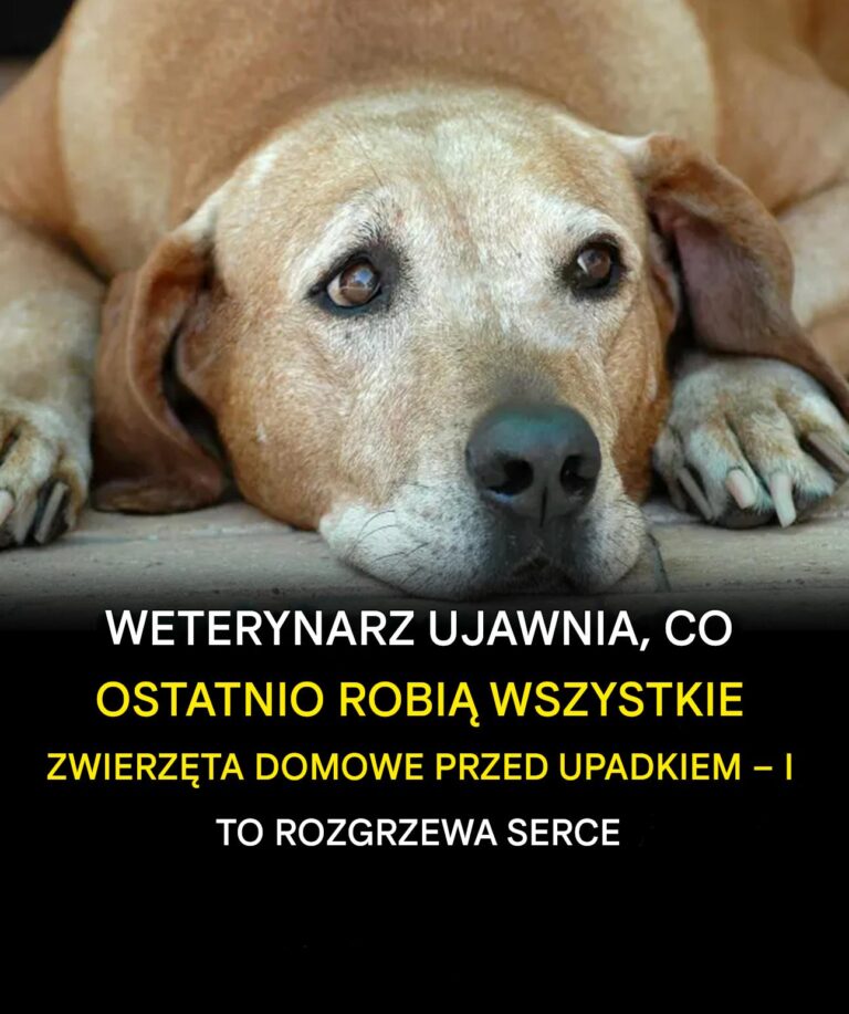 Lekarze_weterynarii_ujawniaj___co_robi__wszystkie_zwierz_ta_domowe_przed_eutanazj____i_to_jest_rozdzieraj_ce_serce