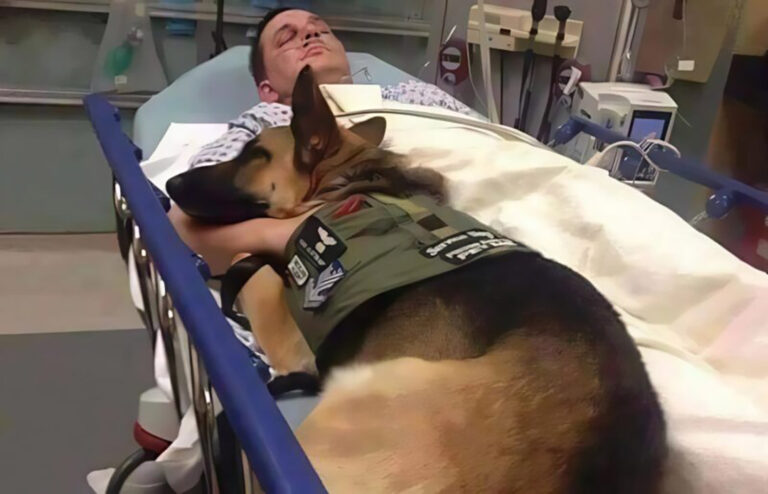 Les_m_decins_avaient_fait_entrer_le_chien_pour_un_dernier_adieu__mais_l_animal__soudain__se_mit___aboyer_et_bondit_sur_le_lit_de_l_officier
