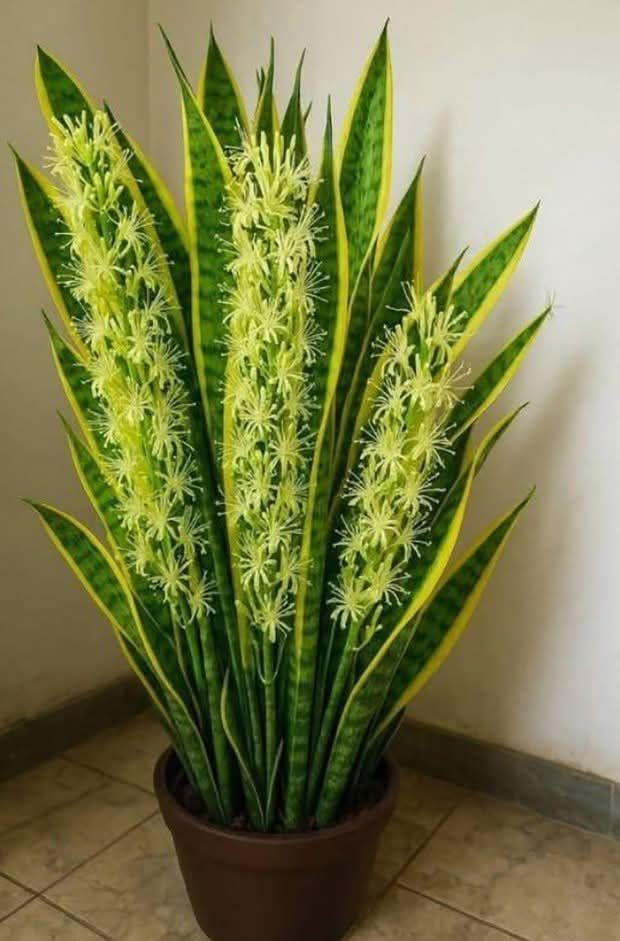 Ma_o_znany_sekret_j_zyka_te_ciowej__Sansevieria___ro_lina_o_zaskakuj_cych_wynikach-1