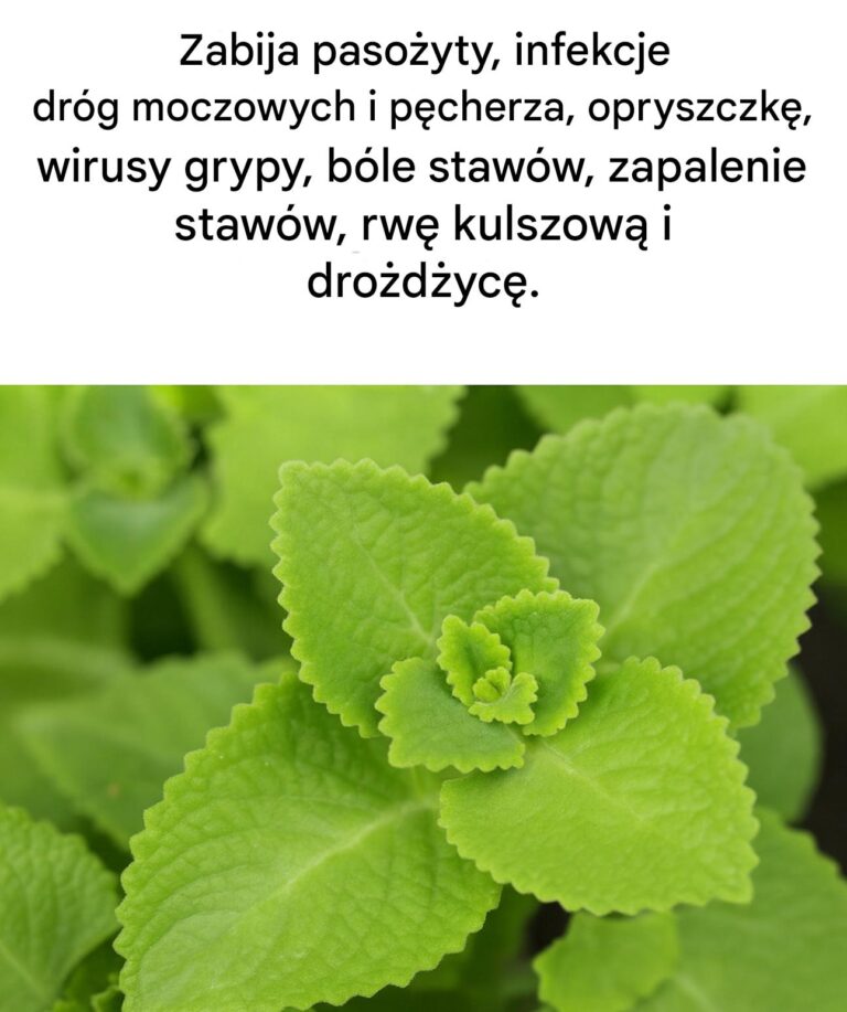 Magiczne_oregano__sekretny_sojusznik_Twojej_kuchni