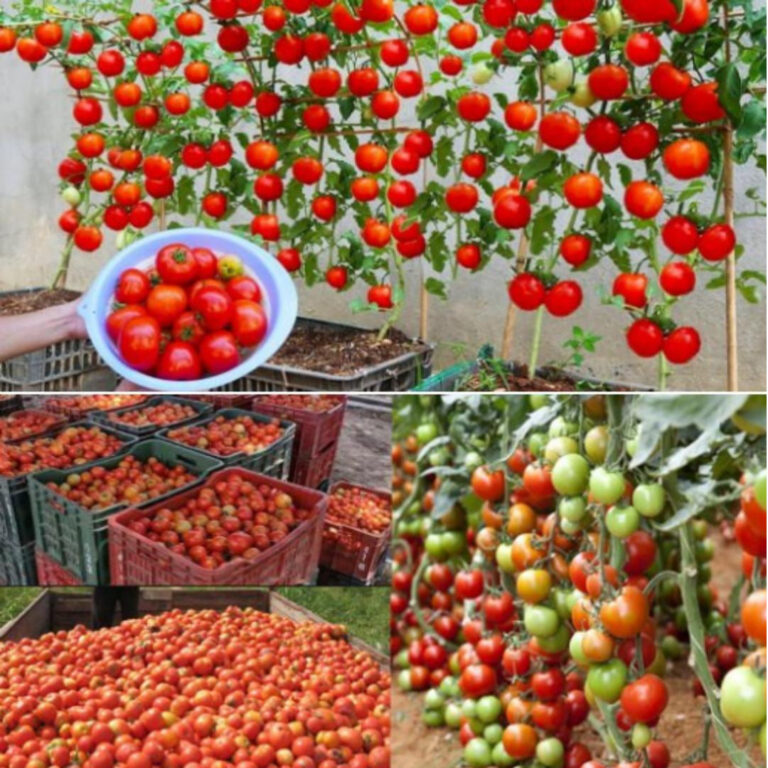 Naturalny_naw_z__dzi_ki_kt_remu_pomidory_rosn__10_razy_szybciej