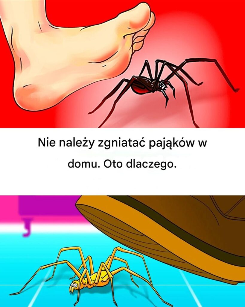 Nie_zabijaj_paj_k_w__Oto_dlaczego_ Nie_zabijaj_paj_k_w__Oto_dlaczego_
