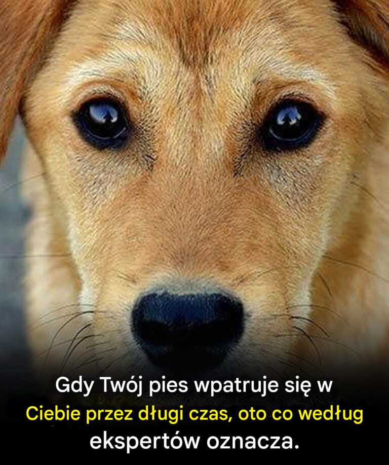 Prawdziwe_znaczenie_tego__co_czujesz__gdy_Tw_j_pies_intensywnie_wpatruje_si__w_Twoje_oczy