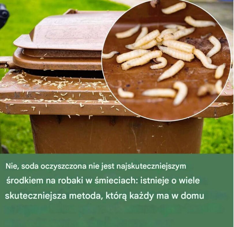 Robaki_w__mieciach__3_wskaz_wki__jak_si__ich_pozby_