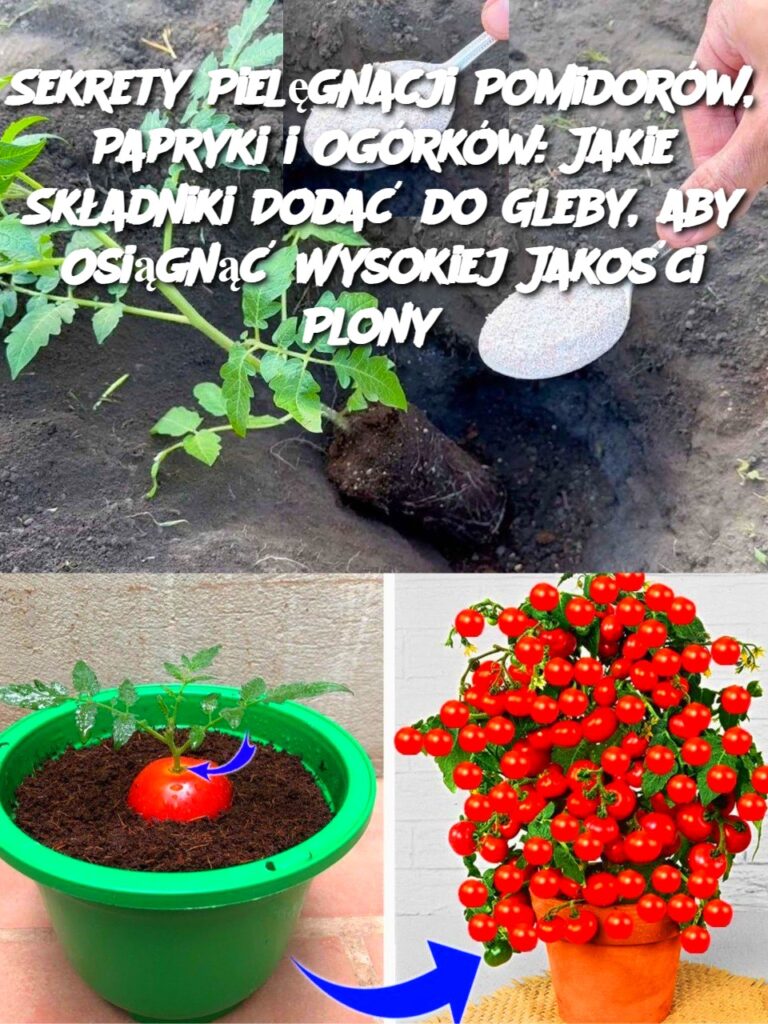 Sekrety_Piel_gnacji_Pomidor_w__Papryki_i_Og_rk_w__Jakie_Sk_adniki_Doda__do_Gleby__aby_Osi_gn___Wysokiej_Jako_ci_Plony_