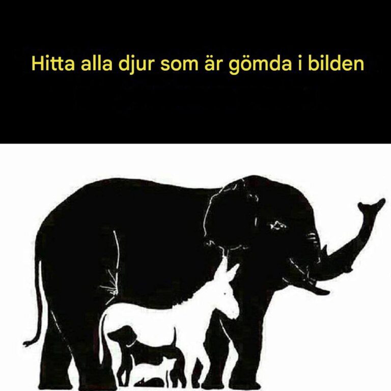 Tylko_osoby_z_IQ_powy_ej_120_widz__wi_cej_ni__6_zwierz_t__Ile_widzisz_
