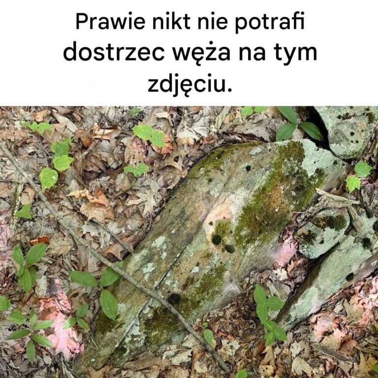 Tylko_osoby_z_bystrym_wzrokiem_b_d__w_stanie_dostrzec_w__a_ukrytego_na_tym_zdj_ciu_