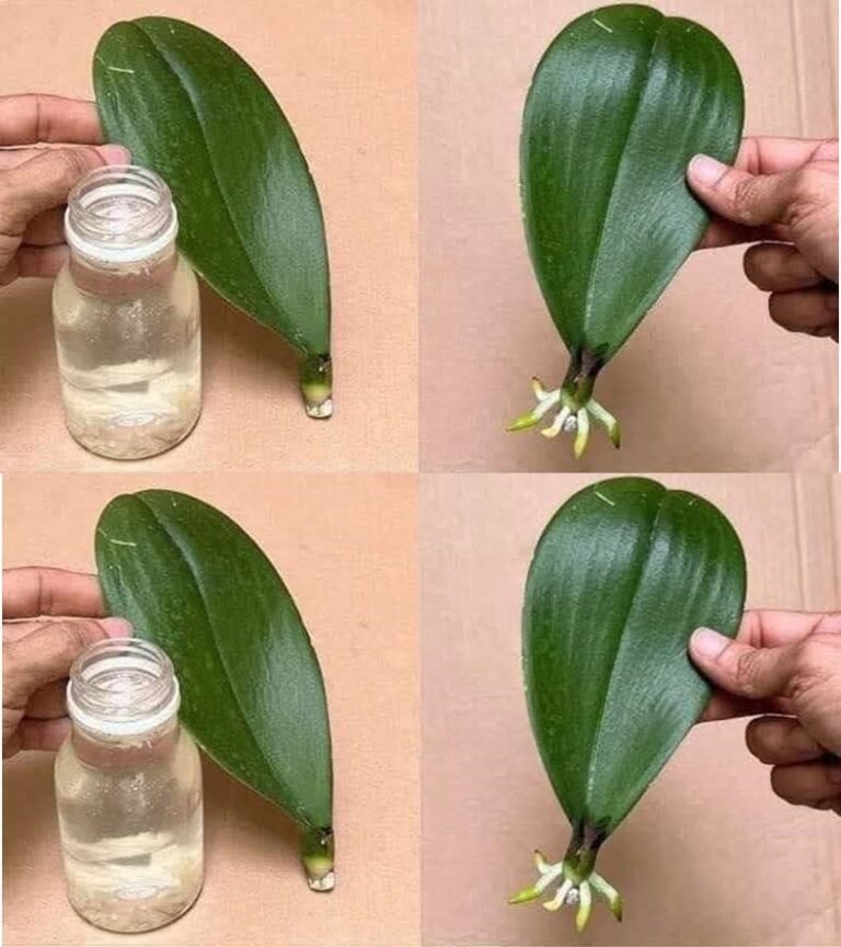 Woda_cytrynowa_i_orchidea__kt_ra_nigdy_nie_zakwit_a__otworzy_swoje_p_ki_