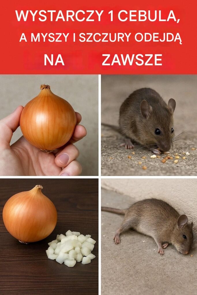 Wystarczy_jedna_cebula___a_myszy_i_szczury_znikn__na_zawsze_