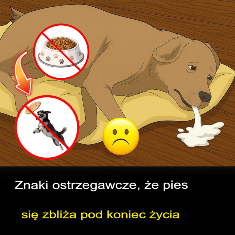11_bolesnych__ale_wa_nych_sygna__w___e_Tw_j_pies_zbli_a_si__ku_ko_cowi___i_jak_pocieszy__go_do_ostatniej_chwili