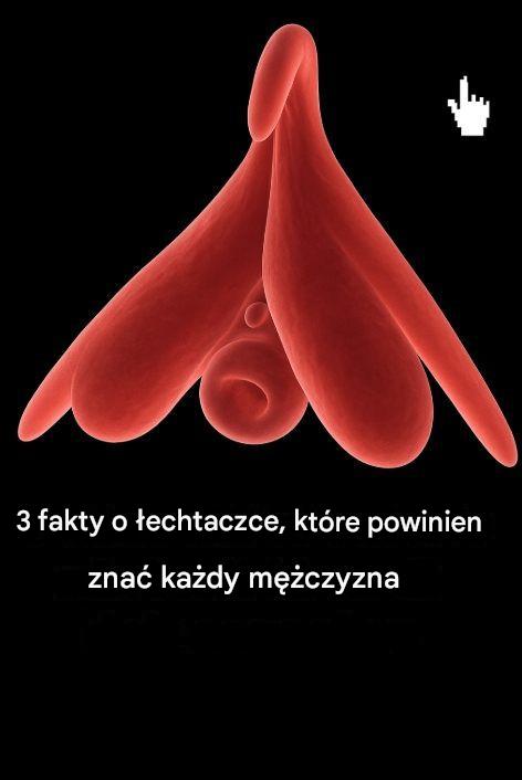 3_fakty_o__echtaczce__kt_re_powinien_zna__ka_dy_m__czyzna_ 3_fakty_o__echtaczce__kt_re_powinien_zna__ka_dy_m__czyzna_
