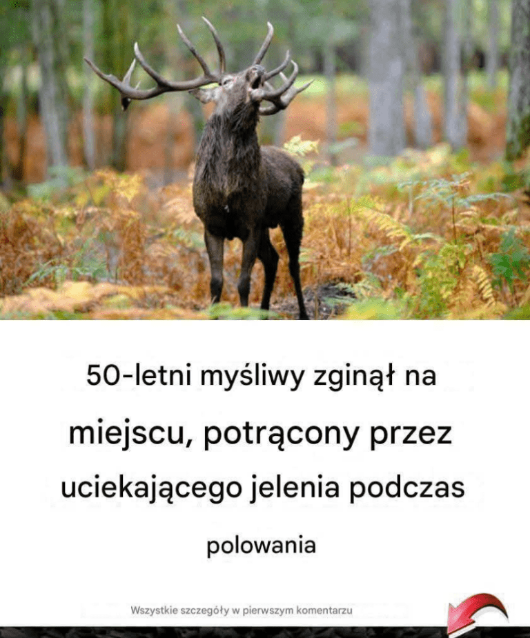 50_letni_my_liwy_zgin___na_miejscu__potr_cony_przez_uciekaj_cego_jelenia_podczas_polowania