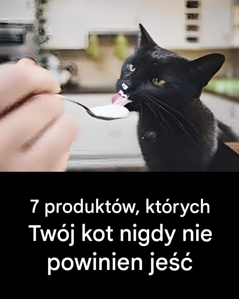 7_produkt_w__kt_rych_nie_powiniene__podawa__kotu
