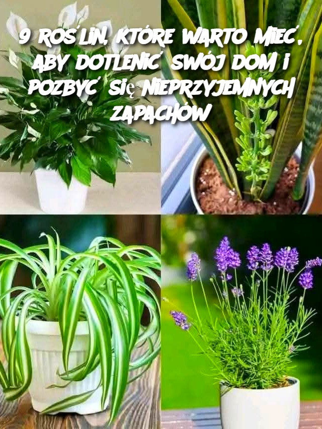 9_ro_lin__kt_re_warto_mie___aby_dotleni__sw_j_dom_i_pozby__si__nieprzyjemnych_zapach_w 9_ro_lin__kt_re_warto_mie___aby_dotleni__sw_j_dom_i_pozby__si__nieprzyjemnych_zapach_w