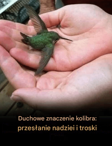 Czy_wiesz___e_je_li_koliber_przyleci_do_Twojego_domu__oznacza_to_co__wyj_tkowego_ Czy_wiesz___e_je_li_koliber_przyleci_do_Twojego_domu__oznacza_to_co__wyj_tkowego_