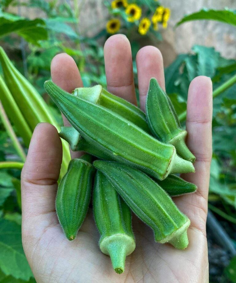 Dlaczego_okra_mo_e_wspiera__zdrowie__wed_ug_ekspert_w