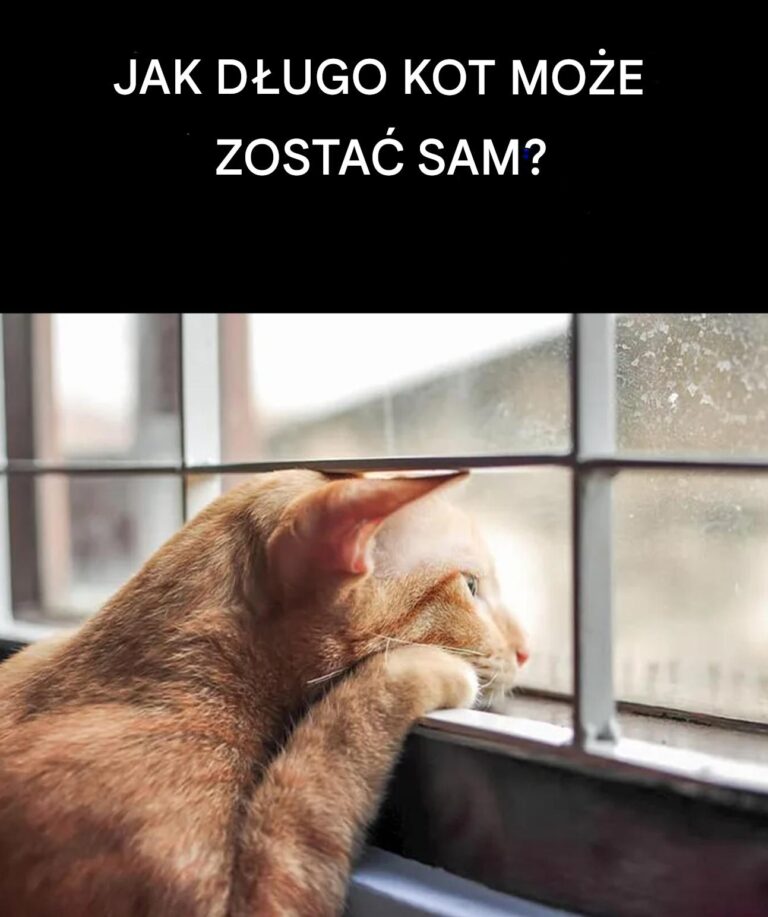 Jak_d_ugo_kot_mo_e_wytrzyma__samotno___