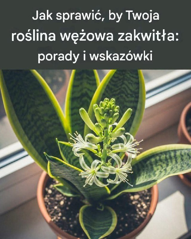 Jak_sprawi___by_Twoja_ro_lina_w__owa_zakwit_a__porady_i_wskaz_wki Jak_sprawi___by_Twoja_ro_lina_w__owa_zakwit_a__porady_i_wskaz_wki