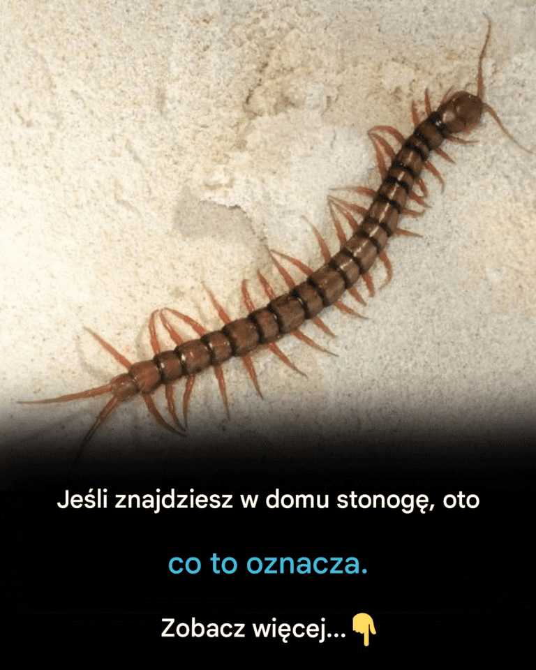Je_li_znajdziesz_w_domu_stonog___oto_co_to_oznacza__8230_