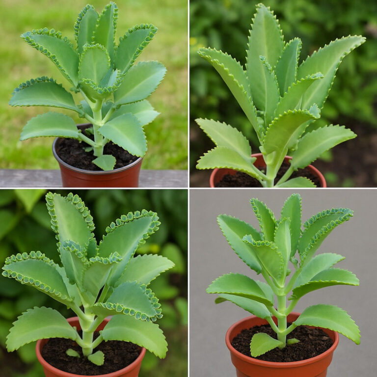Kalanchoe_Pinnata___ro_lina_o_wielu_zaletach__See_more