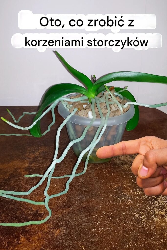 M_j_storczyk_zacz___wypuszcza__d_ugie_korzenie_powietrzne_z_doniczki__Co_z_nimi_zrobi____eby_nie_zaszkodzi__ro_linie_ M_j_storczyk_zacz___wypuszcza__d_ugie_korzenie_powietrzne_z_doniczki__Co_z_nimi_zrobi____eby_nie_zaszkodzi__ro_linie_