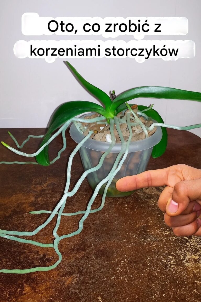 M_j_storczyk_zacz___wypuszcza__d_ugie_korzenie_powietrzne_z_doniczki__Co_z_nimi_zrobi____eby_nie_zaszkodzi__ro_linie_