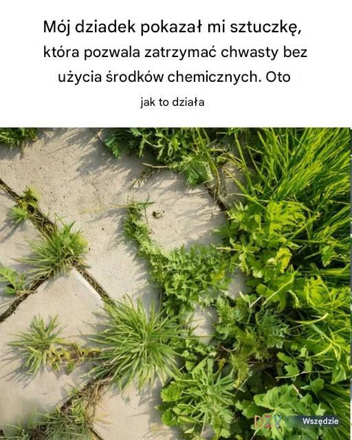Metoda_mojego_dziadka_jest_genialna Metoda_mojego_dziadka_jest_genialna