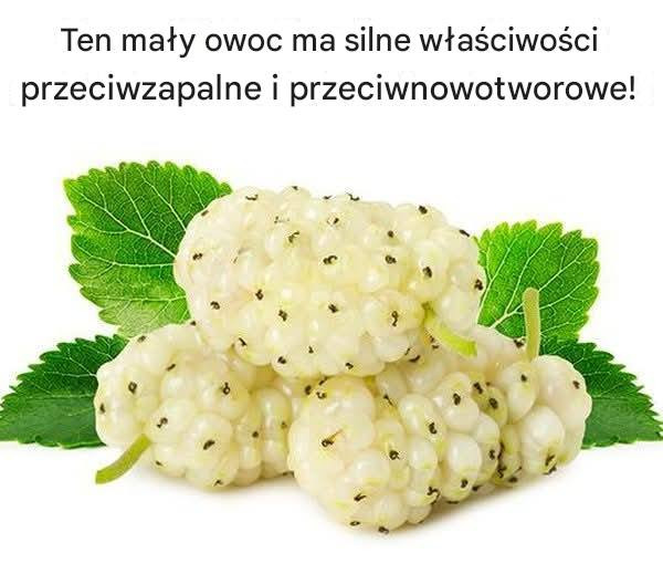Morwa_ma_obiecuj_ce_w_a_ciwo_ci_przeciwzapalne_i_przeciwnowotworowe Morwa_ma_obiecuj_ce_w_a_ciwo_ci_przeciwzapalne_i_przeciwnowotworowe
