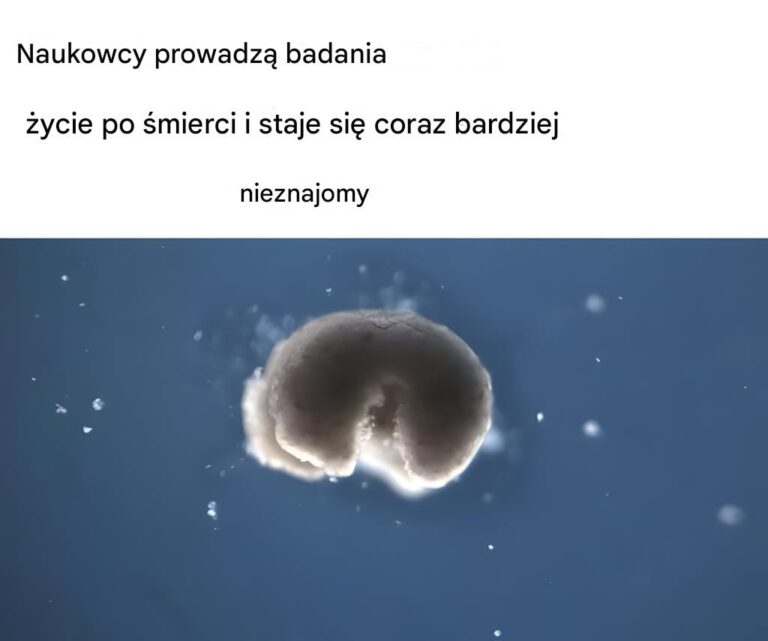 Naukowcy_badaj___ycie_po__mierci___i_staje_si__ono_coraz_dziwniejsze_