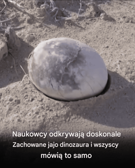 Naukowcy_odkryli_idealnie_zachowane_jajo_dinozaura Naukowcy_odkryli_idealnie_zachowane_jajo_dinozaura