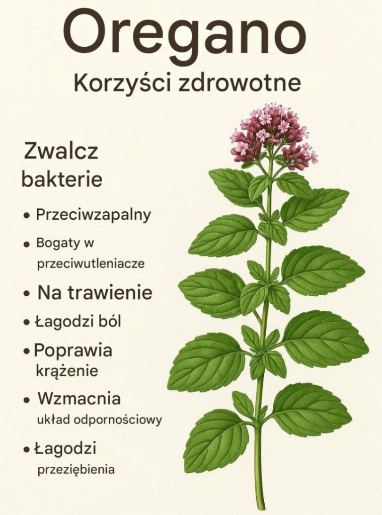 Odkryj__dlaczego_oregano_jest_najsilniejszym_zio_em Odkryj__dlaczego_oregano_jest_najsilniejszym_zio_em