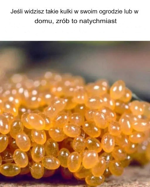 Odkryj_i_usu__niewidoczne_znaki_w_swoim_ogrodzie_lub_domu Odkryj_i_usu__niewidoczne_znaki_w_swoim_ogrodzie_lub_domu