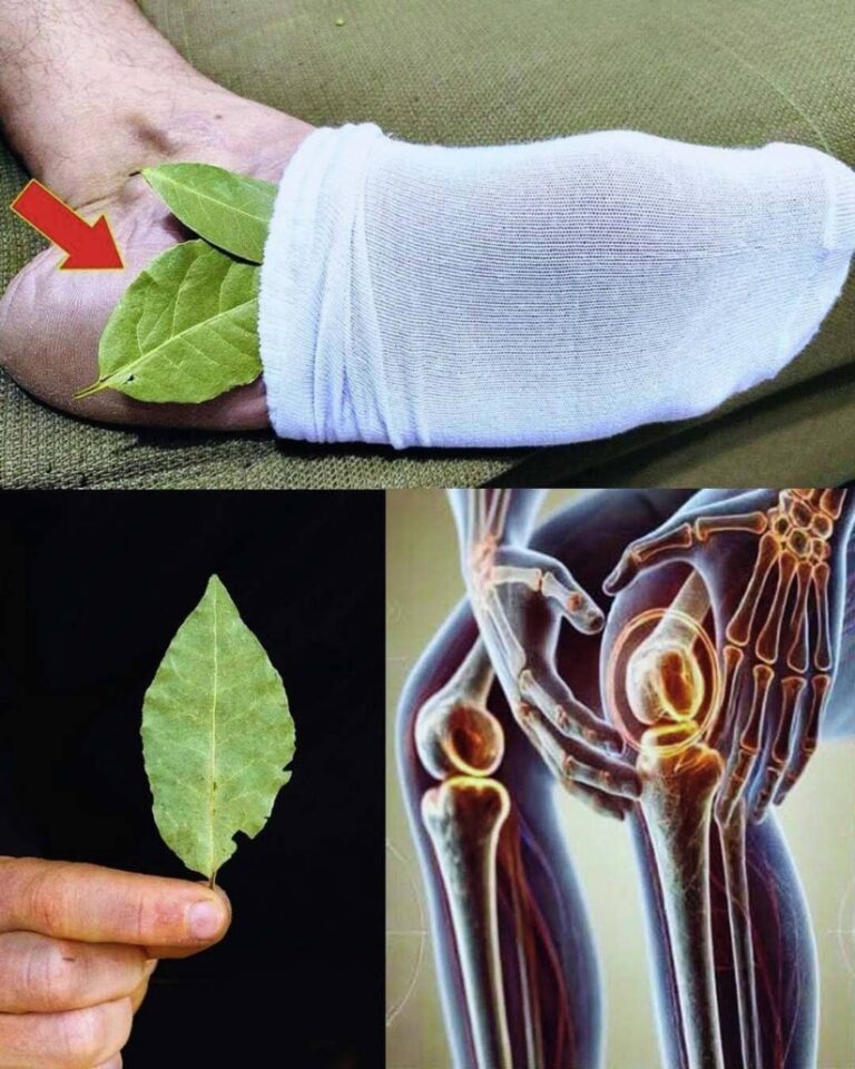 Po____li___laurowy_pod_stopami_i_obserwuj_efekty