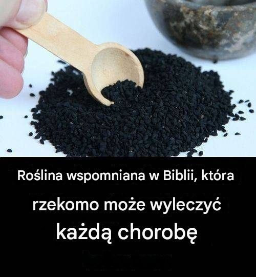 Ro_lina_lecznicza_z_Biblii__ponadczasowy__rodek Ro_lina_lecznicza_z_Biblii__ponadczasowy__rodek