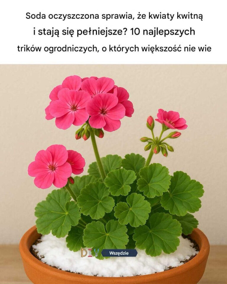 Soda_oczyszczona_sprawia___e_kwiaty_kwitn__bujniej_i_obficiej_