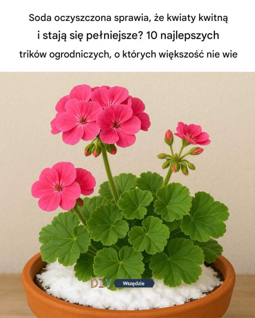 Soda_oczyszczona_sprawia___e_kwiaty_kwitn__bujniej_i_obficiej_ Soda_oczyszczona_sprawia___e_kwiaty_kwitn__bujniej_i_obficiej_