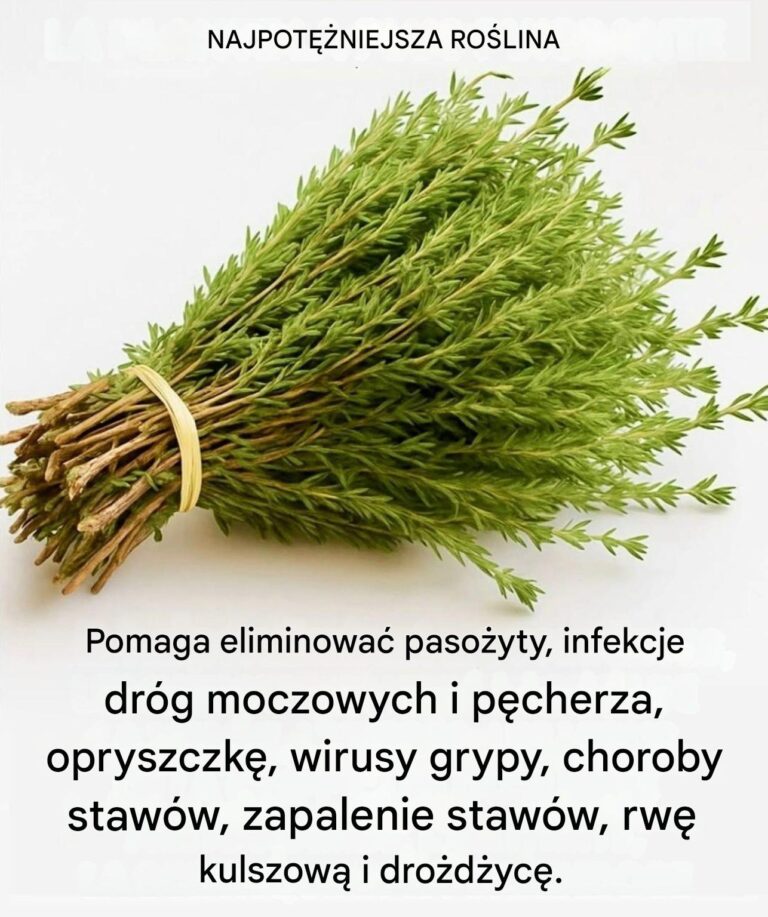 Tymianek__ma_a_ro_lina__ale__wietny__rodek_leczniczy__naturalnie_chroni_organizm_przed_wirusami__zarazkami_i_infekcjami_