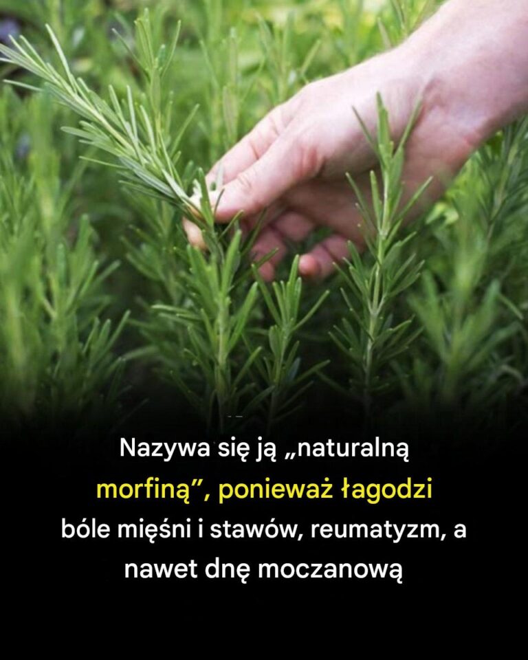 Ukryte_korzy_ci_rozmarynu_dla_harmonijnego_starzenia_si___naturalny__rodek_dla_senior_w