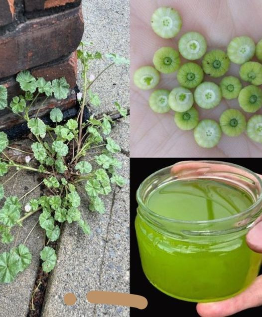 laz_wka_kar_owata__Malva_neglecta___mn_stwo_korzy_ci_zdrowotnych_i_zastosowa_ laz_wka_kar_owata__Malva_neglecta___mn_stwo_korzy_ci_zdrowotnych_i_zastosowa_
